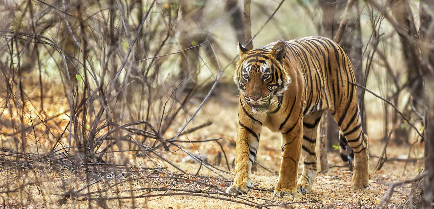 Tiger Sightseeing at Ranthambore